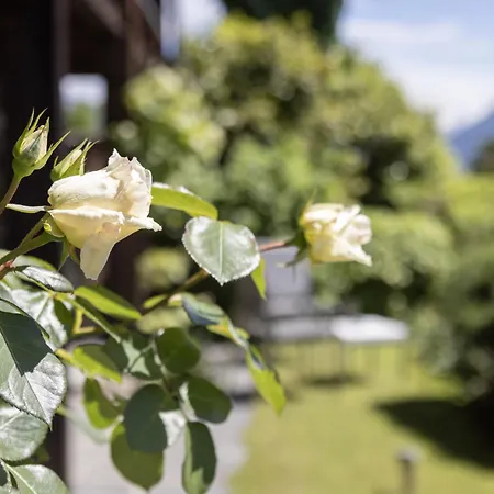 Vite 1 By Interhome Brissago